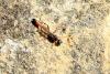 Ammophila sp.